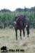 staldeeikimg_2319_small.jpg