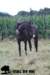 staldeeikimg_2321_small.jpg