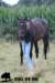 staldeeikimg_2322_small.jpg