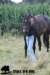 staldeeikimg_2323_small.jpg