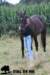 staldeeikimg_2324_small.jpg