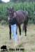 staldeeikimg_2325_small.jpg