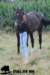 staldeeikimg_2326_small.jpg