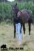 staldeeikimg_2327_small.jpg