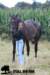 staldeeikimg_2328_small.jpg