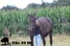 staldeeikimg_2331_small.jpg