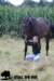staldeeikimg_2332_small.jpg