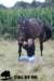 staldeeikimg_2335_small.jpg