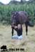 staldeeikimg_2336_small.jpg