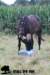 staldeeikimg_2337_small.jpg
