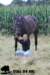 staldeeikimg_2338_small.jpg