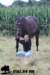 staldeeikimg_2339_small.jpg