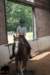 staldeeikimg_2708_small.jpg