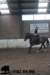 staldeeikimg_2715_small.jpg