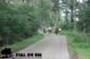 staldeeikimg_2753_small.jpg
