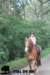 staldeeikimg_2755_small.jpg