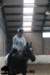 staldeeikimg_2850_small.jpg