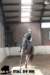 staldeeikimg_2856_small.jpg