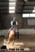 staldeeikimg_2878_small.jpg
