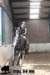 staldeeikimg_2884_small.jpg