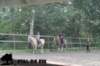 staldeeikimg_2897_small.jpg