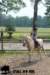 staldeeikimg_2898_small.jpg