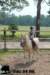 staldeeikimg_2899_small.jpg