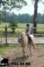 staldeeikimg_2900_small.jpg