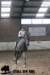 staldeeikimg_2939_small.jpg