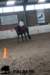 staldeeikimg_3054_small.jpg