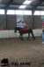 staldeeikimg_3068_small.jpg