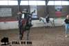 staldeeikimg_3073_small.jpg