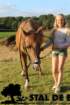 staldeeikimg_6290_small.jpg