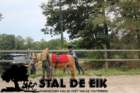 staldeeikimg_6738_small.jpg
