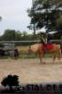 staldeeikimg_6771_small.jpg