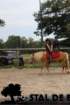staldeeikimg_6772_small.jpg