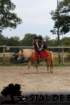 staldeeikimg_6773_small.jpg