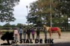 staldeeikimg_6787_small.jpg