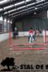 staldeeikimg_68242_small.jpg
