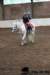 img_7717stal_de_eik_small.jpg