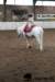 img_7720stal_de_eik_small.jpg