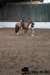 img_7721stal_de_eik_small.jpg