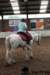img_7797stal_de_eik_small.jpg