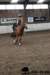 img_7807stal_de_eik_small.jpg