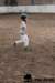 img_7829stal_de_eik_small.jpg