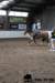 img_7854stal_de_eik_small.jpg